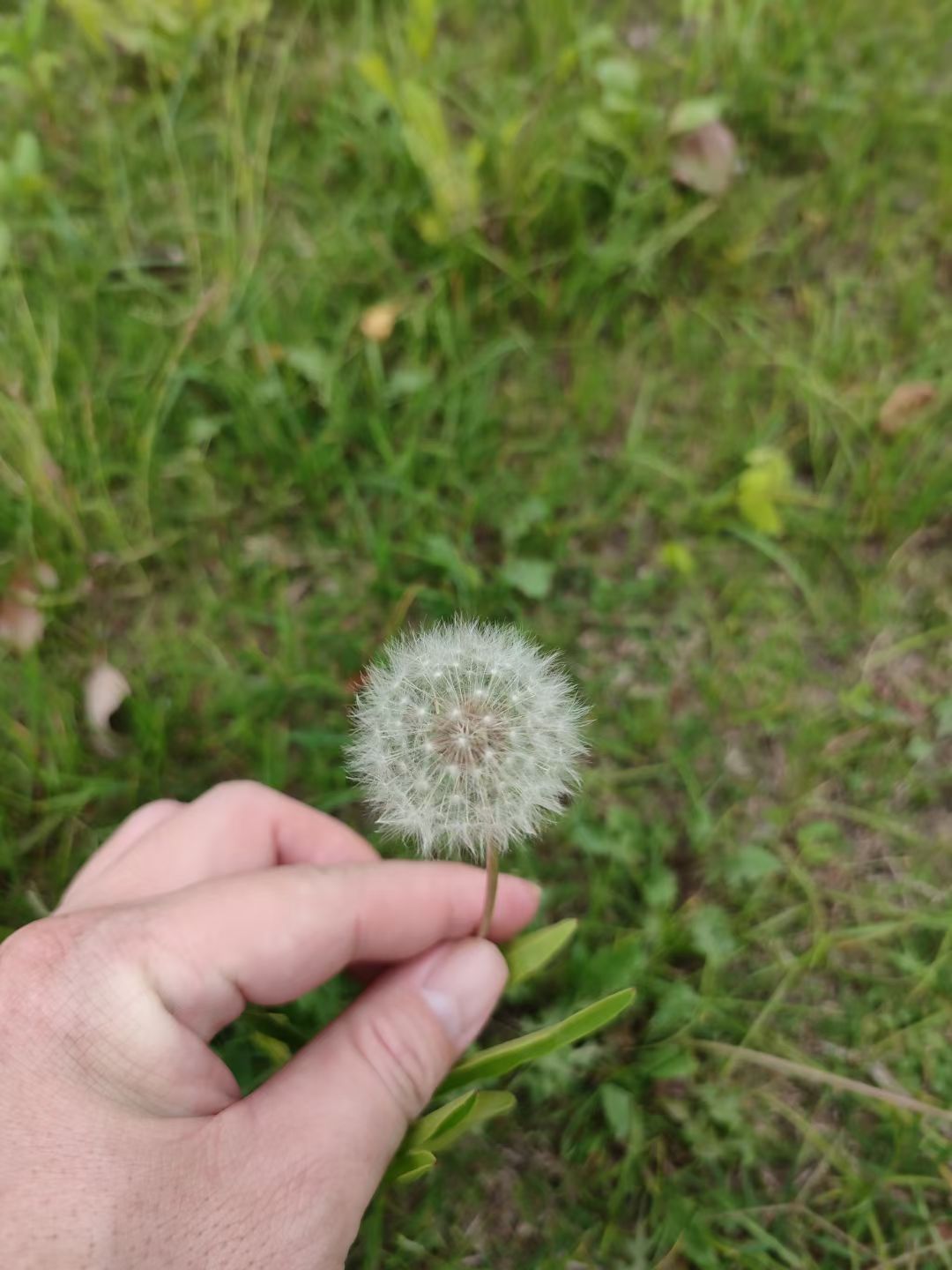 dandelion